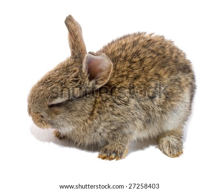 small bunny with closed eyes, isolated on white