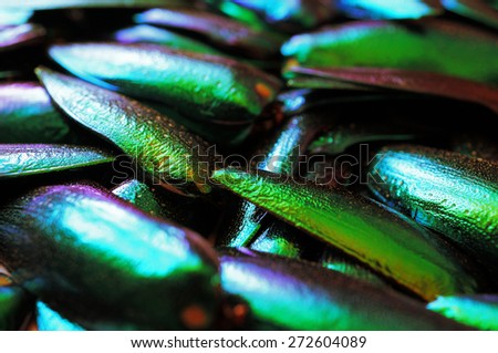 An abstract beautiful texture of many metallic upper wings of the jewel beetles.