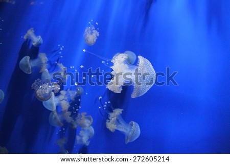 Jellyfish in an aquarium. Picture taken in Italy