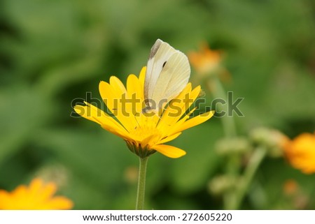 Flower with butterfly