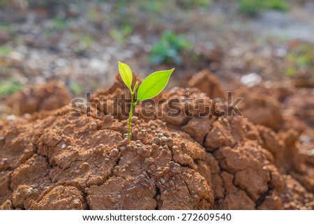plant growing through crack in soil