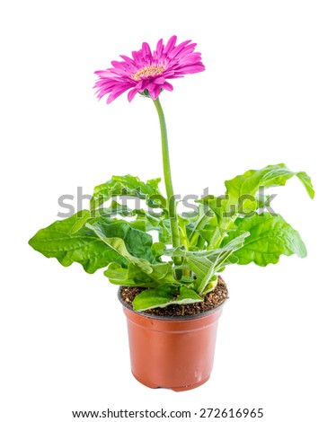 beautiful blooming pink flower gerbera in flowerpot is isolated on white background, closeup