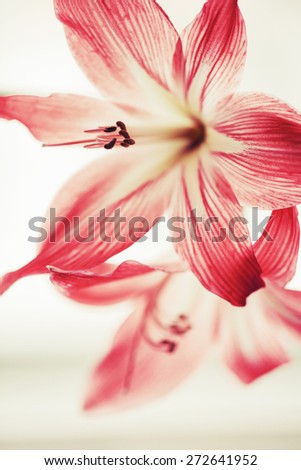 Flower background with lily flower in vintage color/ Beautiful flower background/ Spring background/ selective focus