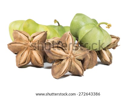 Plukenetia volubilis, commonly known as sacha inchi, sacha peanut Royalty-Free Stock Photo #272643386