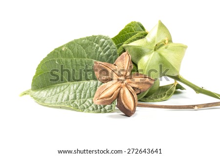 capsule seeds fruit of sacha-Inchi peanut  Royalty-Free Stock Photo #272643641