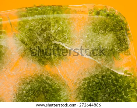 Frozen flora - green chrysanthemum flowers frozen into a block of ice