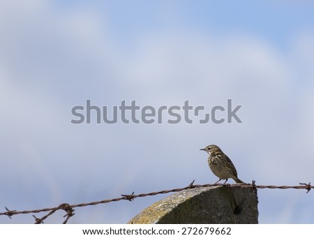 Meadow Pipit (Anthus pratensis) spotted outdoors in Bull Island, Dublin