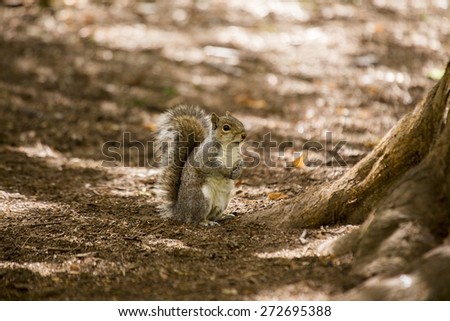 Grey Squirrel (Sciurus carolinensis) spotted outdoors in Bull Island, Dublin