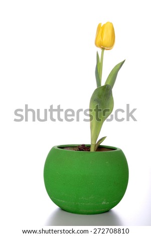 Tulip flowers - close-up