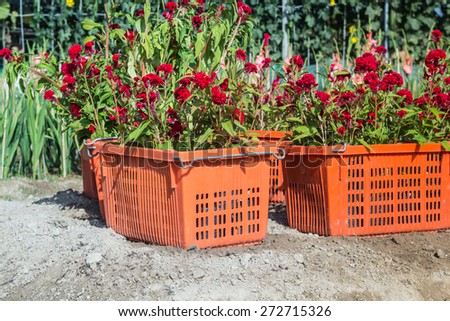 cockscomb flower in basket ,Preparation for planting flowers