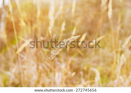 dry blade of grass in the sunset light on a field, nature background, selective focus, shallow DOF