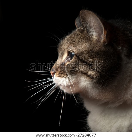 Head shot of cat isolated on black
