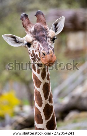 Reticulated Giraffe the  male portrait, Giraffa camelopardalis reticulata,