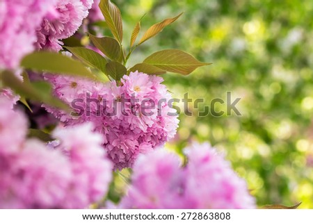 delicate pink flowers blossomed Japanese cherry trees