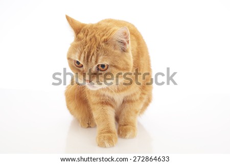 orange british short hair cat isolated on white background