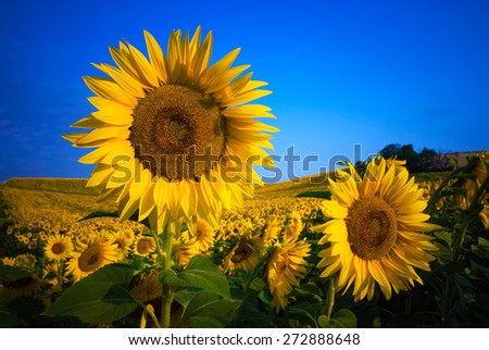 Sunflower Field in Valensole - Provence, France