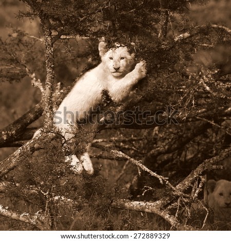 A young white lion cub sits and rests in a tree. Taken in Sepia tone. South Africa