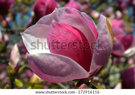 blooming purple magnolia 
