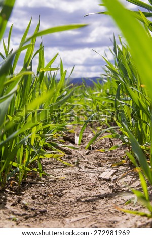 Grass and ground shot from low angle. Concept: worm's view,weath,growth,way,