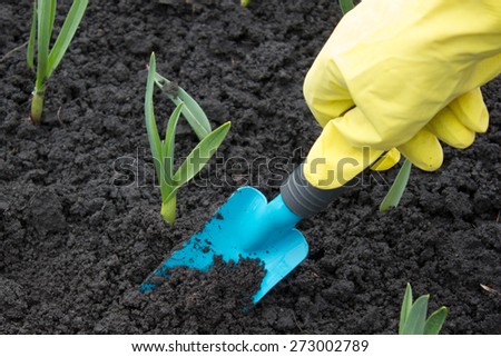 A gardener's gloved hand planting  with a small trowel in a herb garden