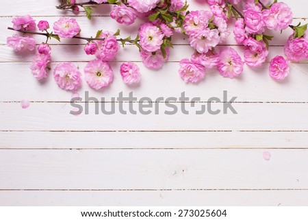 Bright pink   flowers on white  painted wooden planks. Selective focus. Place for text.  Royalty-Free Stock Photo #273025604