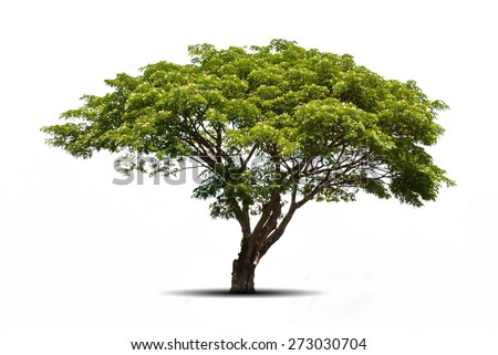 Trees isolated on white background, tropical trees isolated used for design, advertising and architecture
 Royalty-Free Stock Photo #273030704