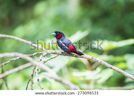 Black-and-Red broadbill (Cymbirhynchus macrorhynchos) beautiful bird of Thailand