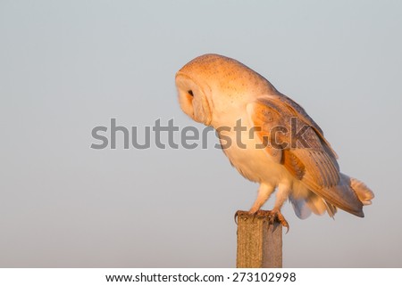 Barn owl on post at sunset