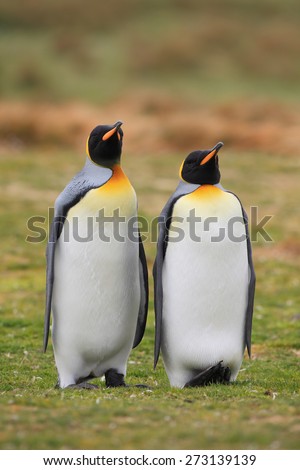 King penguins pair in wild nature with green grass in the background.