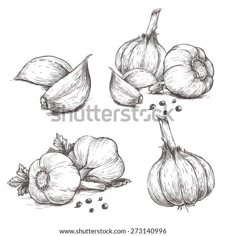 Vector hand drawn set of garlic. Herbs and spices sketch illustration Royalty-Free Stock Photo #273140996