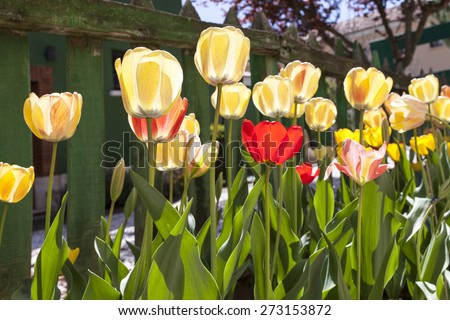 Many tulips planted and a green wooden fence behind.