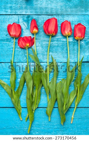 Tulips. Red tulips on a background of blue boards. Spring flowers. Springtime.