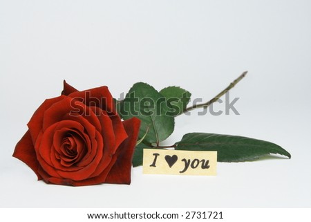 Red Rose with "I love you"