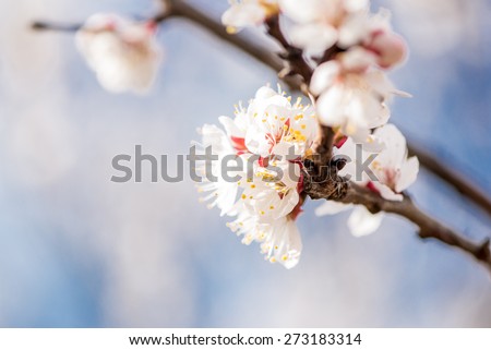 Peach blossom at spring, macro shot, selective focus, blurred background, white flowers