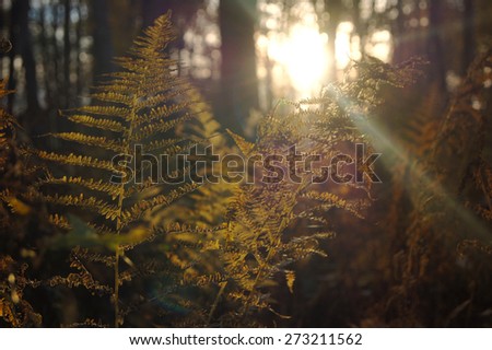 Autumn sunlight through fern leaves in the park