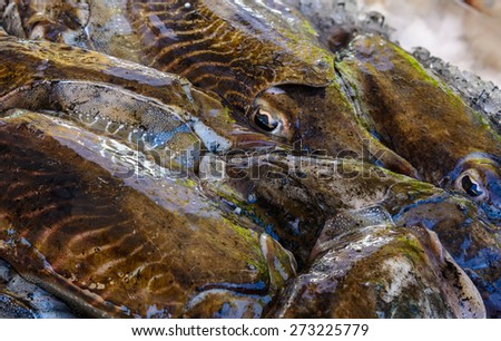 In the picture a group of black cuttlefish fresh Mediterranean sold to the market .