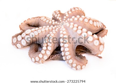 In the picture a defrosted octopus resting on white polystyrene