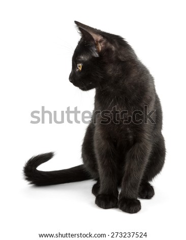 black cat with elegant tail
