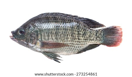 Nile tilapia fish isolated on white background  Royalty-Free Stock Photo #273254861