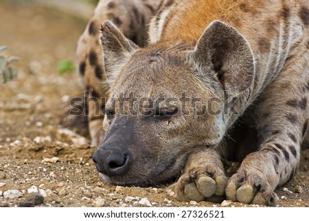 Spotted Hyaena; Crocuta crocuta; South Africa