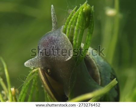 Great pond snail, Spitz-Schlammschnecke (Lymnaea stagnalis)