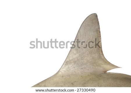 Shark fin