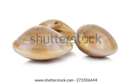 enamel venus shell isolated on a white background