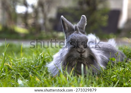 fluffy gray rabbit on the grass