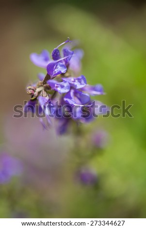 Macro image of Catmint Nepeta, purple spring flower