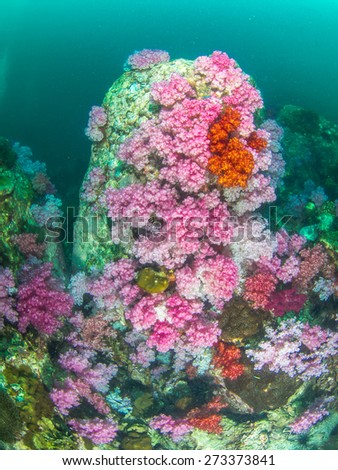 Colourful soft corals in Koh Lipe , Southern Thailand