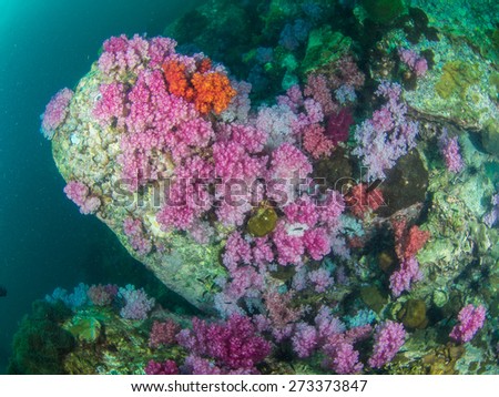 Colourful soft corals in Koh Lipe , Southern Thailand