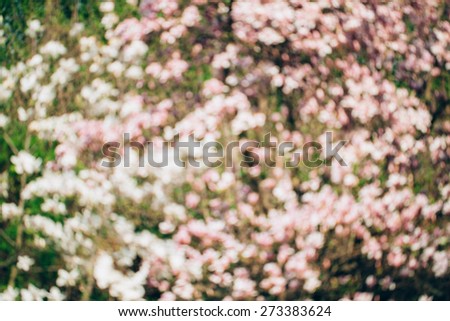 Spring magnolia tree flowers bokeh, flower background
