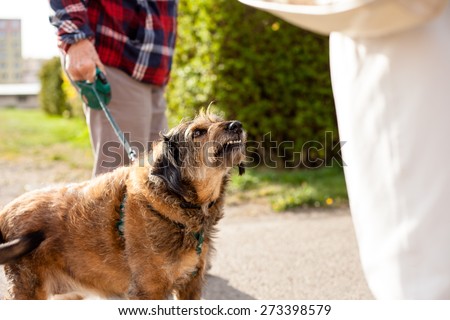 Aggressive crossbreed small dog being walked Royalty-Free Stock Photo #273398579
