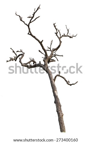 branch dead tree isolated on white background
